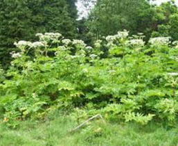 Ragwort